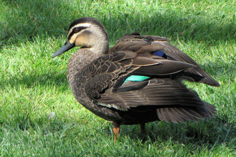 Pacific Black Duck (Anas superciliosa)